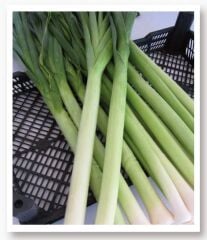 Yerli Doğal İnegöl Pırasa Tohumu 1000 Adet Tohum