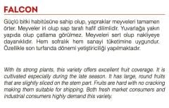 Yerli Doğal İri Domates 100 Adet Tohum