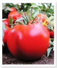 Yerli Doğal İri Domates 100 Adet Tohum