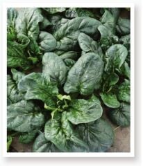 Yerli Doğal Ispanak Tohumu 500 Adet Tohum