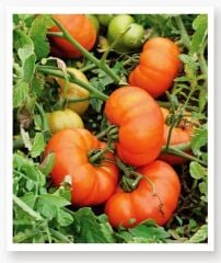 Yerli Doğal Köy Domatesi 100 Adet Tohum