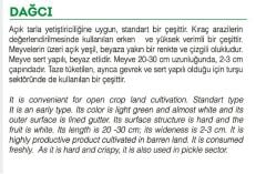 Yerli Doğal Köy Tipi Acur 100 Adet Tohum