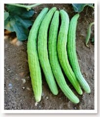 Yerli Doğal Köy Tipi Acur 100 Adet Tohum