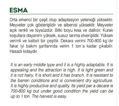 Yerli Doğal Küçük Bamya Japon Bamyası 100 Adet Tohum