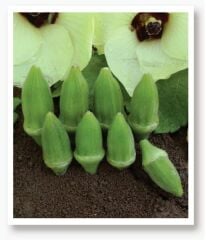 Yerli Doğal Küçük Bamya Japon Bamyası 100 Adet Tohum