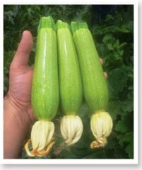 Yerli Doğal Kabak Tohumu 20 Adet Tohum
