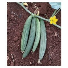 Yerli Doğal Kara Acur 100 Adet Tohum