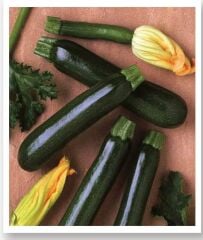 Yerli Doğal Karagül Kabak Tohumu 20 Adet Tohum