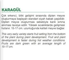 Yerli Doğal Karagül Kabak Tohumu 20 Adet Tohum