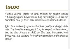 Yerli Doğal Karnabahar Tohumu 100 Adet Tohum