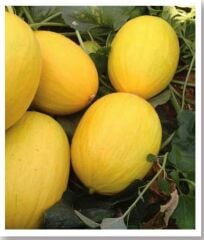 Yerli Doğal Kavun Sarıkaya 100 Adet Tohum