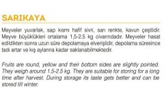 Yerli Doğal Kavun Sarıkaya 100 Adet Tohum