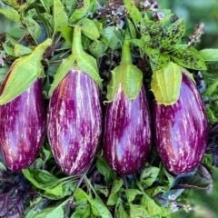 Yerli Doğal Kayseri Yamula Patlıcanı Pijamalı Patlıcan Tohumu 50 Adet Tohum