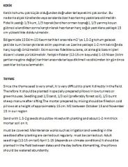 Yerli Doğal Kekik Tohumu 1000 Adet Tohum