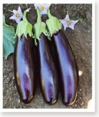 Yerli Doğal Kemer Patlıcan Tohumu 100 Adet Tohum