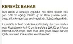 Yerli Doğal Kereviz Tohumu 1000 Adet Tohum