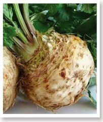 Yerli Doğal Kereviz Tohumu 1000 Adet Tohum