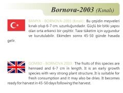 Yerli Doğal Kınalı Bamya 100 Adet Tohum