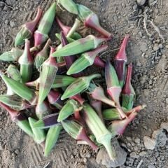 Yerli Doğal Kınalı Bamya 100 Adet Tohum