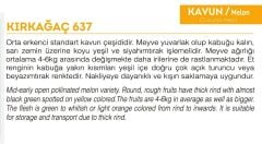 Yerli Doğal Kırkağaç Kavun 100 Adet Tohum