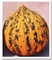 Yerli Doğal Kırkağaç Kavun 100 Adet Tohum