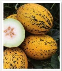 Yerli Doğal Kırkağaç-589 Tip Kavun 100 Adet Tohum