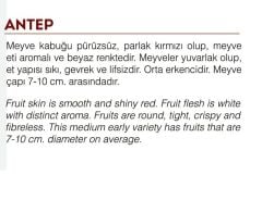 Yerli Doğal Kırmızı Antep Turp Tohumu 500 Adet Tohum