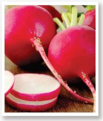 Yerli Doğal Kırmızı Antep Turp Tohumu 500 Adet Tohum