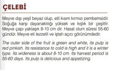 Yerli Doğal Kırmızı Beyaz Çin Turp Tohumu 500 Adet Tohum