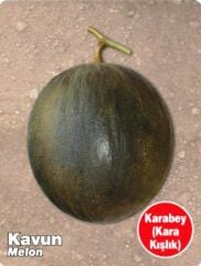 Yerli Doğal Kışlık Karabey Kavun 100 Adet Tohum