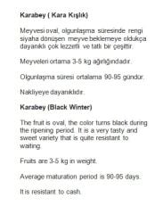 Yerli Doğal Kışlık Karabey Kavun 100 Adet Tohum