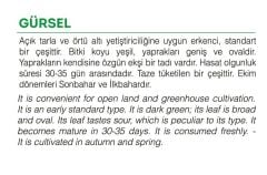 Yerli Doğal Kuzukulağı Tohumu 1000 Adet Tohum