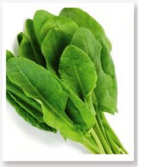 Yerli Doğal Kuzukulağı Tohumu 1000 Adet Tohum