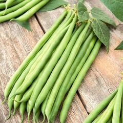 Yerli Doğal Maş Fasulyesi Tohumu 50 adet tohum