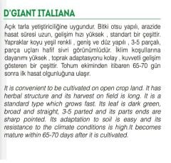 Yerli Doğal Maydanoz Tohumu 2000 Adet Tohum