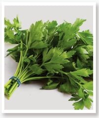 Yerli Doğal Maydanoz Tohumu 2000 Adet Tohum