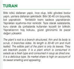 Yerli Doğal Mor Reyhan Bazilik Tohumu 1000 Adet Tohum