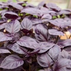 Yerli Doğal Mor Reyhan Bazilik Tohumu 1000 Adet Tohum