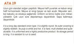 Yerli Doğal Mor Soğan Tohumu 1000 Adet Tohum