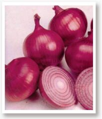 Yerli Doğal Mor Soğan Tohumu 1000 Adet Tohum