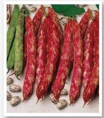 Yerli Doğal Oturak Barbunya 30 Adet Tohum