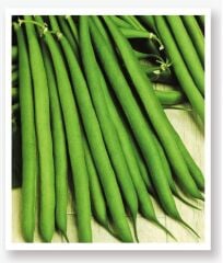 Yerli Doğal Oturak Yeşil Fasulye 50 Adet Tohum