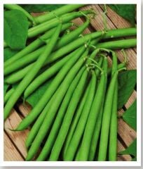 Yerli Doğal Oturak Yuvarlak Turşuluk Fasulye 50 Adet Tohum