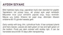 Yerli Doğal Patlıcan Aydın Siyahı Tohumu 100 Adet Tohum