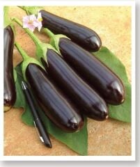 Yerli Doğal Patlıcan Aydın Siyahı Tohumu 100 Adet Tohum