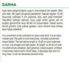 Yerli Doğal Pazı Pezik Yaprak Sarma Tohumu 100 Adet Tohum