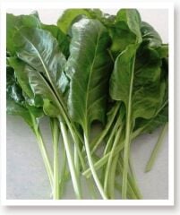 Yerli Doğal Pazı Pezik Yaprak Sarma Tohumu 100 Adet Tohum