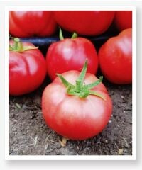 Yerli Doğal Pembe Köy Domatesi 100 Adet Tohum
