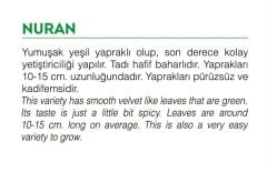 Yerli Doğal Roka Tohumu 1000 Adet Tohum