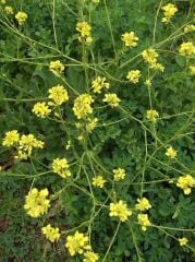 Yerli Doğal Sarı Hardal Tohumu 1000 Adet Tohum